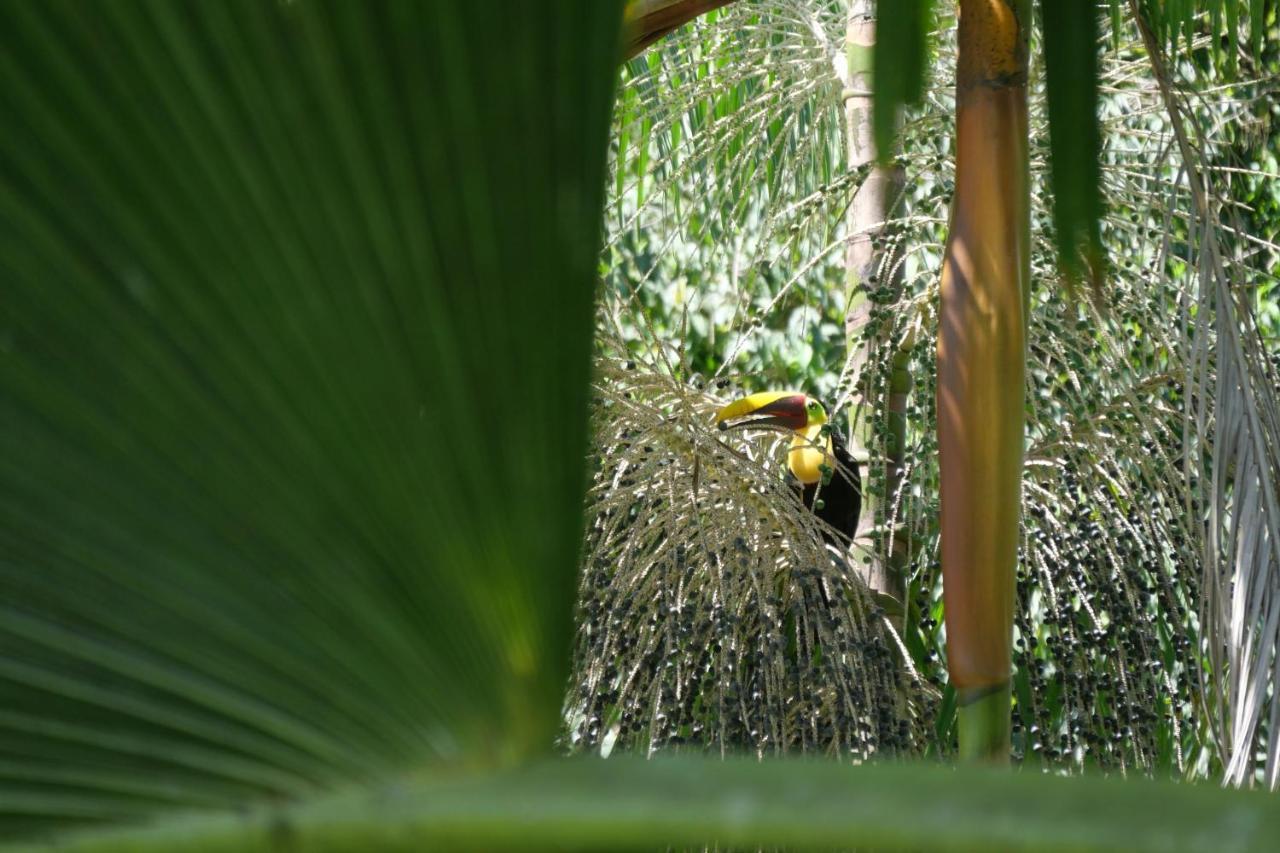 Buena Onda Jungle Lodge 오호찰 외부 사진